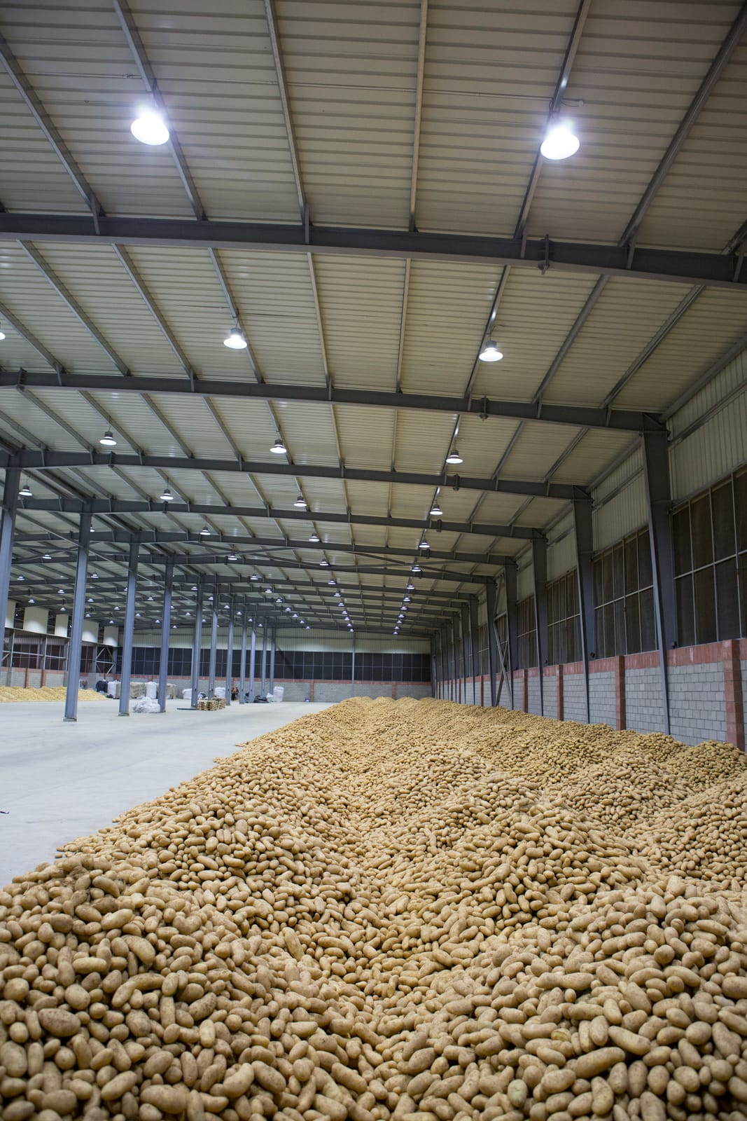Potatoes in bulk storage inside a Dakahlia warehouse
