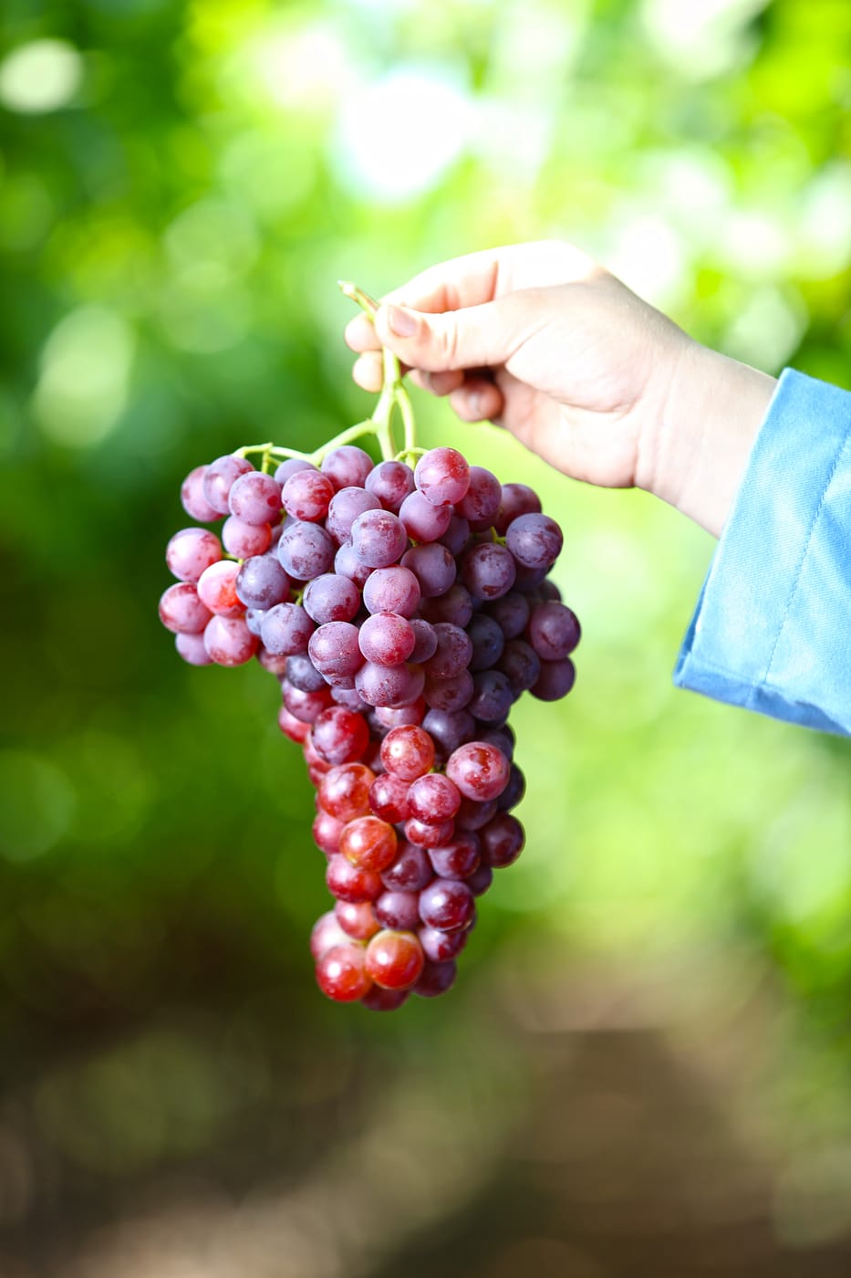 A hand holding a freshly picked bunch of red grapes in a Dakahlia vineyard